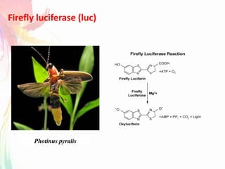 Firefly luciferase (luc)
Photinus pyralis
 