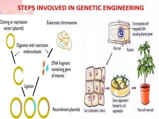 STEPS INVOLVED IN GENETIC ENGINEERING
 