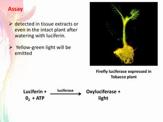 Assay
 detected in tissue extracts or
even in the intact plant after
watering with luciferin.
 Yellow-green light will be
emitted
Firefly luciferase expressed in
Tobacco plant
Luciferin +
02 + ATP
Oxyluciferase +
light
luciferase
 