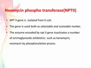 Neomycin phospho transferase(NPTII)
• NPT II gene is isolated from E-coli.
• The gene is used both as selectable and scoreable marker.
• The enzyme encoded by npt II gene inactivates a number
of aminoglycoside antibiotics such as kanamycin,
neomycin by phosphorylation proces.
 