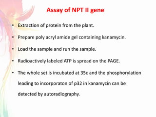 Assay of NPT II gene
• Extraction of protein from the plant.
• Prepare poly acryl amide gel containing kanamycin.
• Load the sample and run the sample.
• Radioactively labeled ATP is spread on the PAGE.
• The whole set is incubated at 35c and the phosphorylation
leading to incorporaton of p32 in kanamycin can be
detected by autoradiography.
 