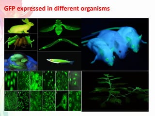 GFP expressed in different organisms
 