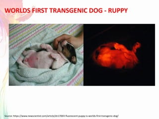 Source: https://www.newscientist.com/article/dn17003-fluorescent-puppy-is-worlds-first-transgenic-dog/
WORLDS FIRST TRANSGENIC DOG - RUPPY
 