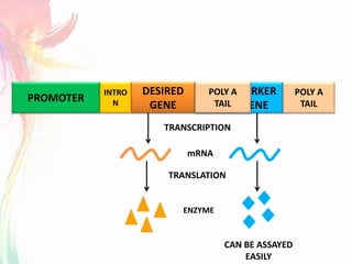 PROMOTER
DESIRED
GENE
MARKER
GENE
TRANSCRIPTION
TRANSLATION
mRNA
ENZYME
INTRO
N
POLY A
TAIL
CAN BE ASSAYED
EASILY
PROM
OTER
POLY A
TAIL
 