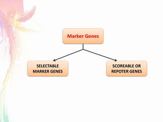 SCOREABLE OR
REPOTER GENES
SELECTABLE
MARKER GENES
Marker Genes
 