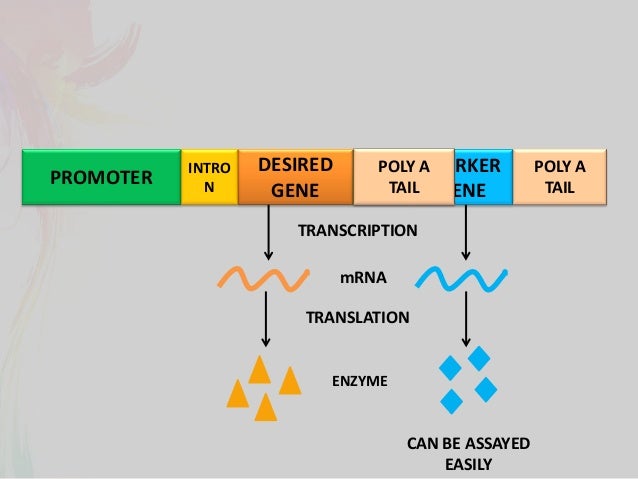 Gfp reporter gene picture