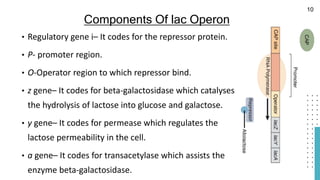 • Regulatory gene i– It codes for the repressor protein.
• P- promoter region.
• O-Operator region to which repressor bind.
• z gene– It codes for beta-galactosidase which catalyses
the hydrolysis of lactose into glucose and galactose.
• y gene– It codes for permease which regulates the
lactose permeability in the cell.
• a gene– It codes for transacetylase which assists the
enzyme beta-galactosidase.
Components Of lac Operon
10
 