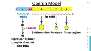 Operon Model 12
 