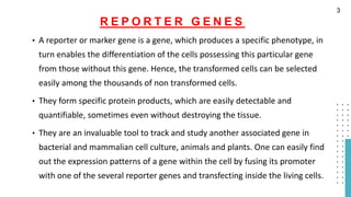 R E P O R T E R G E N E S
• A reporter or marker gene is a gene, which produces a specific phenotype, in
turn enables the differentiation of the cells possessing this particular gene
from those without this gene. Hence, the transformed cells can be selected
easily among the thousands of non transformed cells.
• They form specific protein products, which are easily detectable and
quantifiable, sometimes even without destroying the tissue.
• They are an invaluable tool to track and study another associated gene in
bacterial and mammalian cell culture, animals and plants. One can easily find
out the expression patterns of a gene within the cell by fusing its promoter
with one of the several reporter genes and transfecting inside the living cells.
3
 