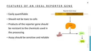 F E A T U R E S O F A N I D E A L R E P O R T E R G E N E
• Easily quantifiable
• Should not be toxic to cells
• Products of the reporter gene should
be resistant to the chemicals used in
the processing
• Assay should be sensitive and reliable
4
 