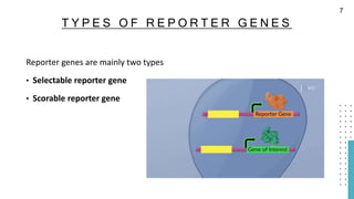 T Y P E S O F R E P O R T E R G E N E S
Reporter genes are mainly two types
• Selectable reporter gene
• Scorable reporter gene
7
 