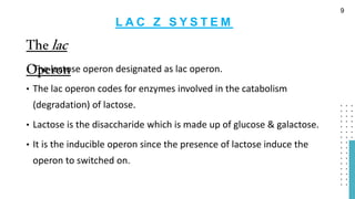 L A C Z S Y S T E M
• The lactose operon designated as lac operon.
• The lac operon codes for enzymes involved in the catabolism
(degradation) of lactose.
• Lactose is the disaccharide which is made up of glucose & galactose.
• It is the inducible operon since the presence of lactose induce the
operon to switched on.
Thelac
Operon
9
 