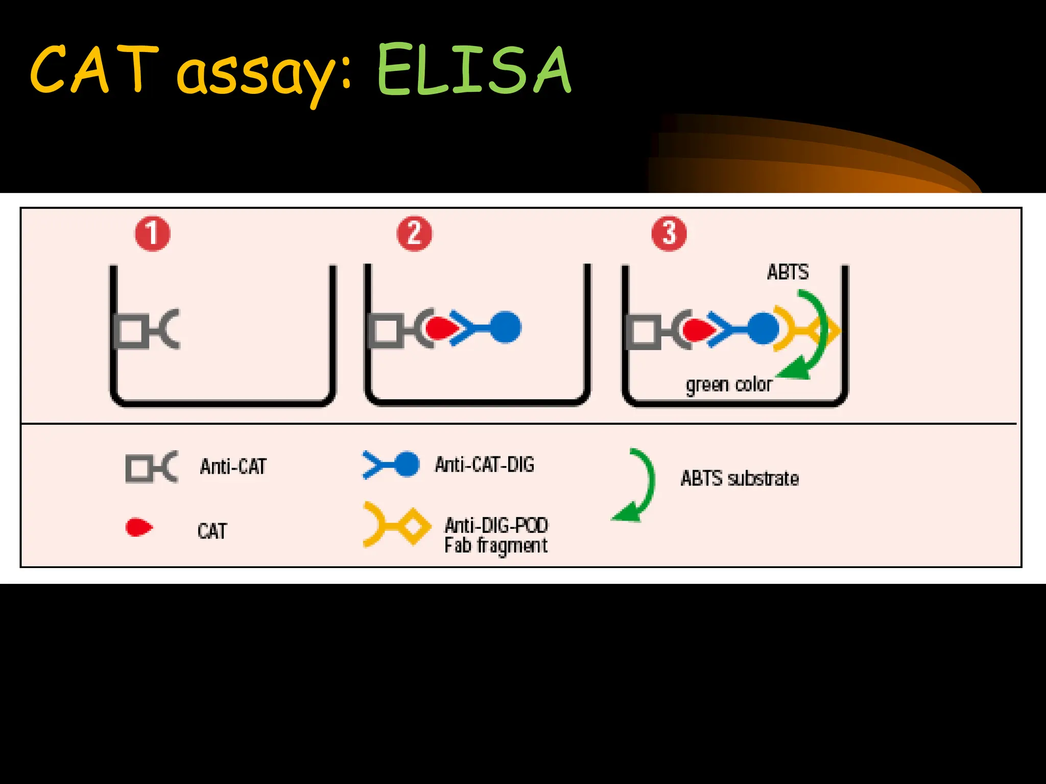 reporter_genes by Dr pradeep complete explanation | PPT