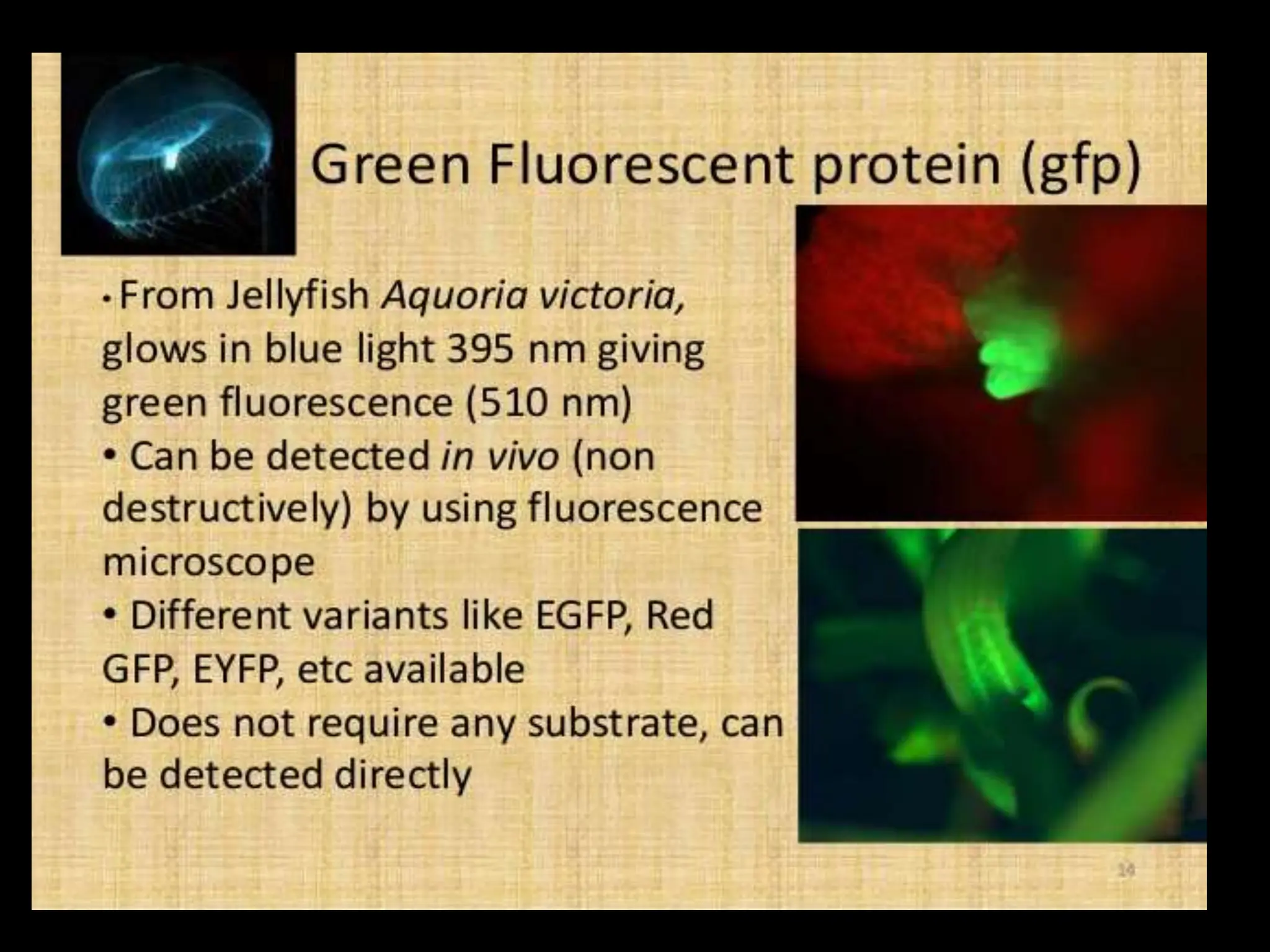 reporter_genes by Dr pradeep complete explanation | PPT