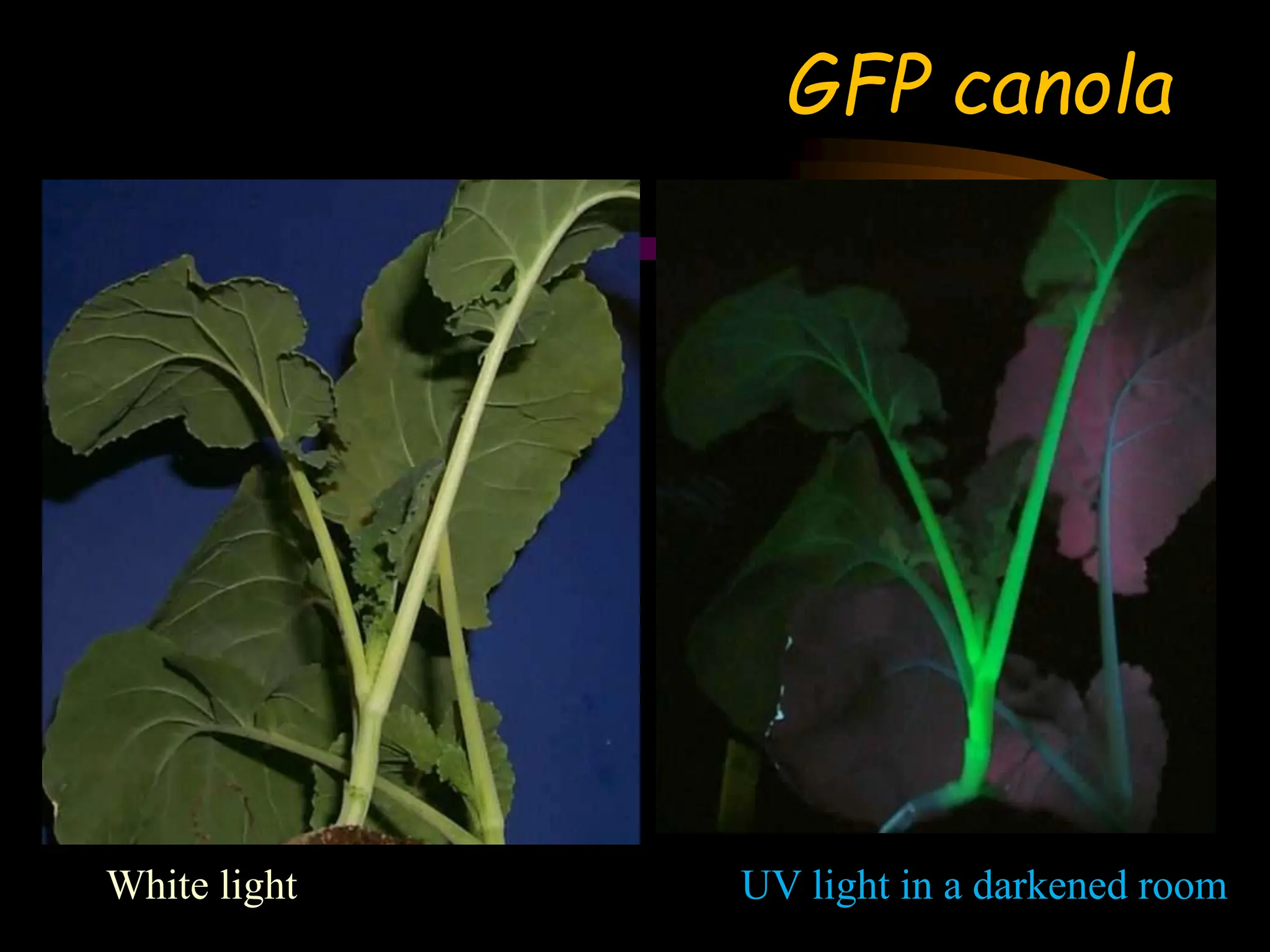reporter_genes by Dr pradeep complete explanation | PPT