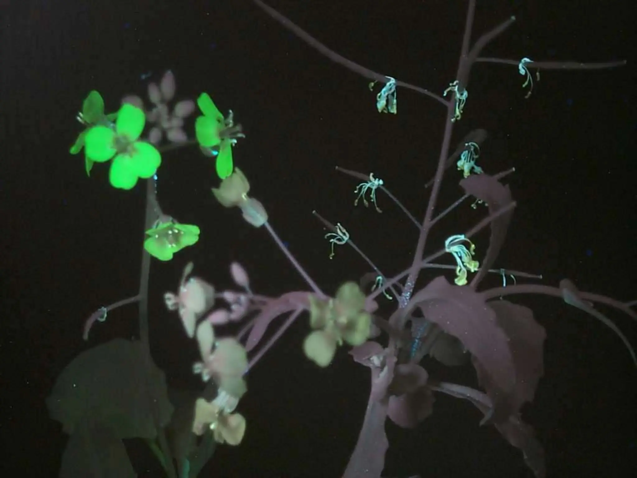 reporter_genes by Dr pradeep complete explanation | PPT