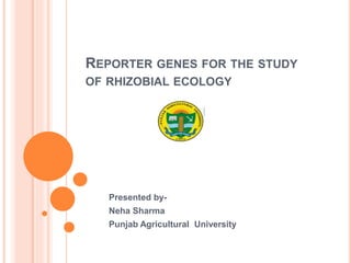 REPORTER GENES FOR THE STUDY
OF RHIZOBIAL ECOLOGY
Presented by-
Neha Sharma
Punjab Agricultural University
 