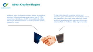Based on years of experience and in-depth investigation,
scientists at Creative Biogene can target specific DNA
sequences and induce a double-stranded break, taking
advantage of recombination to create synthetic genetic
genome of a host.
An expression cassette containing reporter and
resistance genes is knocked into the safe-harbor site or
any other sites in host cells. Gene insertion at a safe-
harbor site allows stable gene expression without any
adverse effects on the fitness of the engineered cells.
About Creative Biogene
 