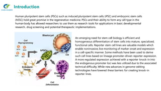 Human pluripotent stem cells (PSCs) such as induced pluripotent stem cells (iPSC) and embryonic stem cells
(hESC) hold great promise in the regenerative medicine. PSCs and their ability to form any cell type in the
human body has allowed researchers to use them as research tools for applications in basic developmental
research, drug screening and potential therapeutic implementations.
An emerging need for stem cell biology is efficient and
homogeneous differentiation of stem cells into mature, specialized,
functional cells. Reporter stem cell lines are valuable models which
enable noninvasive, live monitoring of marker onset and expression
in a cell-specific manner. Some methods have been used to derive
such cell lines based on lineage promoter-driven reporter expression.
A more regulated expression achieved with a reporter knock-in into
the endogenous promoter loci was less utilized due to the associated
technical difficulty. While new advances in genome-editing
technologies have lowered these barriers for creating knock-in
reporter lines.
Introduction
 
