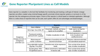 Gene Reporter Pluripotent Lines as Cell Models
Gene reporter is a valuable in vitro tool that facilitates live monitoring and tracking a cell type of interest. Lineage
reporters are either created using minimal lineage-specific promoter-driven reporter systems or via knock-in of the
reporter into the endogenous promoter region. Choice of the reporter is critical based on intended application. Although
there is a wide choice of reporters that can be used, each system offers its own advantages and disadvantages.
Promoter
Method Gene mMarker Advantages Disadvantages
Gene tags: bLac,bGal, AP
Enzymatic methods and hence
signal can be amplified
Cells need to be fixed for
visualization
Fluorescent proteins:
GFP/CFP/YFP, DsRED
Enables visualization of cells
High-level expression is required
to be visualized over
autofluorescence
Bioluminescent
marker: luciferase
Detection of sensitivity and use in
biochemical assays
Requires cofactors/substrates
and specialized equipment
Drug selectable markers:
Hyg,Neo, Puro,BSD
Sensitive even at low expression
levels
Poor survival at low density,
does not allow visualization
Suicide genes: HSV-
TK,diphtheria toxin-A
Allows enrichment or elimination
of desired cells
Poor survival at low density,
does not allow visualization
Exogenous
lineage promoter or
endogenous
promoter Loci
Reporter
 