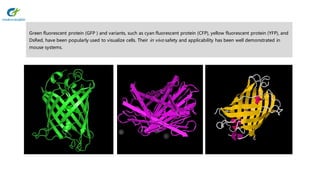 Green fluorescent protein (GFP ) and variants, such as cyan fluorescent protein (CFP), yellow fluorescent protein (YFP), and
DsRed, have been popularly used to visualize cells. Their in vivo safety and applicability has been well demonstrated in
mouse systems.
 