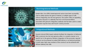 Several viral and DNA-based methods facilitate the integration of delivered
DNA constructs into the host genome, either in a random manner or to
specific loci in the genome. Random integration of the promoter-reporter
construct can be achieved via naked DNA delivery or as lentiviral particles.
In both cases, high copy numbers of the construct can be achieved with
efficient delivery into cells.
Epstein–Barr virus (EBV)-based episomal vectors have been successfully
used to stably express the gene of interest in multiple types of cells
without integrating into the host genome. This system offers an appealing
alternative because it is relatively free from chromosomal effects
associated with genomic integration methods and has been used to create
pluripotent reporter lines with Pou5F1 (Oct4) promoter.
Nonintegrational Methods
Integrational Methods
 