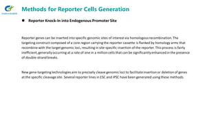 Methods for Reporter Cells Generation
⚫ Reporter Knock-In into Endogenous Promoter Site
Reporter genes can be inserted into specific genomic sites of interest via homologousrecombination.The
targeting construct composed of a core region carrying the reporter cassette is flanked by homology arms that
recombine with the target genomic loci, resulting in site-specific insertion of the reporter. Thisprocess is fairly
inefficient,generallyoccurring at a rate of one in a millioncells that can be significantlyenhancedin the presence
of double-strandbreaks.
New gene-targeting technologiesaim to precisely cleave genomic loci to facilitateinsertionor deletionof genes
at the specific cleavagesite. Severalreporter lines in ESC and iPSC have been generated using these methods.
 