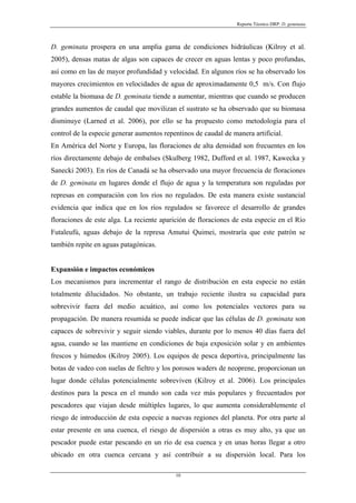 Reporte Técnico DRP: D. geminata



D. geminata prospera en una amplia gama de condiciones hidráulicas (Kilroy et al.
2005), densas matas de algas son capaces de crecer en aguas lentas y poco profundas,
así como en las de mayor profundidad y velocidad. En algunos ríos se ha observado los
mayores crecimientos en velocidades de agua de aproximadamente 0,5 m/s. Con flujo
estable la biomasa de D. geminata tiende a aumentar, mientras que cuando se producen
grandes aumentos de caudal que movilizan el sustrato se ha observado que su biomasa
disminuye (Larned et al. 2006), por ello se ha propuesto como metodología para el
control de la especie generar aumentos repentinos de caudal de manera artificial.
En América del Norte y Europa, las floraciones de alta densidad son frecuentes en los
ríos directamente debajo de embalses (Skulberg 1982, Dufford et al. 1987, Kawecka y
Sanecki 2003). En ríos de Canadá se ha observado una mayor frecuencia de floraciones
de D. geminata en lugares donde el flujo de agua y la temperatura son reguladas por
represas en comparación con los ríos no regulados. De esta manera existe sustancial
evidencia que indica que en los ríos regulados se favorece el desarrollo de grandes
floraciones de este alga. La reciente aparición de floraciones de esta especie en el Río
Futaleufú, aguas debajo de la represa Amutui Quimei, mostraría que este patrón se
también repite en aguas patagónicas.


Expansión e impactos económicos
Los mecanismos para incrementar el rango de distribución en esta especie no están
totalmente dilucidados. No obstante, un trabajo reciente ilustra su capacidad para
sobrevivir fuera del medio acuático, así como los potenciales vectores para su
propagación. De manera resumida se puede indicar que las células de D. geminata son
capaces de sobrevivir y seguir siendo viables, durante por lo menos 40 días fuera del
agua, cuando se las mantiene en condiciones de baja exposición solar y en ambientes
frescos y húmedos (Kilroy 2005). Los equipos de pesca deportiva, principalmente las
botas de vadeo con suelas de fieltro y los porosos waders de neoprene, proporcionan un
lugar donde células potencialmente sobreviven (Kilroy et al. 2006). Los principales
destinos para la pesca en el mundo son cada vez más populares y frecuentados por
pescadores que viajan desde múltiples lugares, lo que aumenta considerablemente el
riesgo de introducción de esta especie a nuevas regiones del planeta. Por otra parte al
estar presente en una cuenca, el riesgo de dispersión a otras es muy alto, ya que un
pescador puede estar pescando en un río de esa cuenca y en unas horas llegar a otro
ubicado en otra cuenca cercana y así contribuir a su dispersión local. Para los

                                           10
 