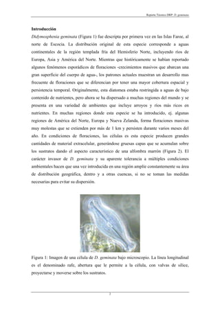Reporte Técnico DRP: D. geminata



Introducción
Didymosphenia geminata (Figura 1) fue descripta por primera vez en las Islas Faroe, al
norte de Escocia. La distribución original de esta especie corresponde a aguas
continentales de la región templada fría del Hemisferio Norte, incluyendo ríos de
Europa, Asia y América del Norte. Mientras que históricamente se habían reportado
algunos fenómenos esporádicos de floraciones -crecimientos masivos que abarcan una
gran superficie del cuerpo de agua-, los patrones actuales muestran un desarrollo mas
frecuente de floraciones que se diferencian por tener una mayor cobertura espacial y
persistencia temporal. Originalmente, esta diatomea estaba restringida a aguas de bajo
contenido de nutrientes, pero ahora se ha dispersado a muchas regiones del mundo y se
presenta en una variedad de ambientes que incluye arroyos y ríos más ricos en
nutrientes. En muchas regiones donde esta especie se ha introducido, ej. algunas
regiones de América del Norte, Europa y Nueva Zelanda, forma floraciones masivas
muy molestas que se extienden por más de 1 km y persisten durante varios meses del
año. En condiciones de floraciones, las células es esta especie producen grandes
cantidades de material extracelular, generándose gruesas capas que se acumulan sobre
los sustratos dando el aspecto característico de una alfombra marrón (Figura 2). El
carácter invasor de D. geminata y su aparente tolerancia a múltiples condiciones
ambientales hacen que una vez introducida en una región amplíe constantemente su área
de distribución geográfica, dentro y a otras cuencas, si no se toman las medidas
necesarias para evitar su dispersión.




Figura 1: Imagen de una célula de D. geminata bajo microscopio. La línea longitudinal
es el denominado rafe, abertura que le permite a la célula, con valvas de sílice,
proyectarse y moverse sobre los sustratos.



                                             2
 