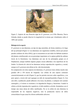 Reporte Técnico DRP: D. geminata




Figura 2: Aspecto de una floración algal de D. geminata, en el Río Mararoa, Nueva
Zelanda, donde se puede observar la magnitud de la misma que virtualmente cubre el
100% del sustrato.


Biología de la especie
D. geminata es una diatomea, un tipo de alga unicelular, de forma simétrica a lo largo
del eje principal (Figura 1). Las diatomeas son organismos notables, únicos por poseer
paredes celulares de sílice (SiO2), que se encuentran en casi todos los hábitats acuáticos
del planeta contribuyendo con un porcentaje importante en la captura global de carbono
través de la fotosíntesis. Las diatomeas son uno de los principales grupos en el
fitoplancton, aunque también algunos grupos crecen adheridas a las superficies de los
fondos. La historia de vida de las diatomeas incluye reproducción vegetativa y sexual,
aunque en D. geminata esta ultima no ha sido documentada.
En comparación con otras especies de diatomeas, D. geminata tiene células mucho más
grandes (80 a 150 micras de longitud). Las células de esta especie contienen
característicamente un rafe (Figura 1), que les permite moverse sobre superficies, y un
poro apical, a través del cual segregan un tallo de mucopolisacáridos (Figura 3). Con
este tallo, o pedúnculo, puede adhieren a las rocas, las plantas, o cualquier otro sustrato
sumergido y, el mismo es resistente a la degradación fúngica y bacteriana. Cuando la
célula se divide (reproducción vegetativa), el tallo también se divide, formándose con el
tiempo una masa densa de tallos ramificados. No es la célula de esta diatomea la
responsable de los impactos negativos, sino la producción masiva de tallos
extracelulares la que causa los efectos ambientales adversos.




                                             3
 