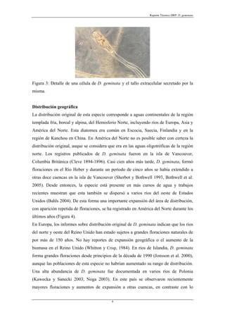 Reporte Técnico DRP: D. geminata




Figura 3: Detalle de una célula de D. geminata y el tallo extracelular secretado por la
misma.


Distribución geográfica
La distribución original de esta especie corresponde a aguas continentales de la región
templada fría, boreal y alpina, del Hemisferio Norte, incluyendo ríos de Europa, Asia y
América del Norte. Esta diatomea era común en Escocia, Suecia, Finlandia y en la
región de Kanchou en China. En América del Norte no es posible saber con certeza la
distribución original, auque se considera que era en las aguas oligotróficas de la región
norte. Los registros publicados de D. geminata fueron en la isla de Vancouver,
Columbia Británica (Cleve 1894-1896). Casi cien años más tarde, D. geminata, formó
floraciones en el Río Heber y durante un período de cinco años se había extendido a
otras doce cuencas en la isla de Vancouver (Sherbot y Bothwell 1993, Bothwell et al.
2005). Desde entonces, la especie está presente en más cursos de agua y trabajos
recientes muestran que esta también se dispersó a varios ríos del oeste de Estados
Unidos (Bahls 2004). De esta forma una importante expansión del área de distribución,
con aparición repetida de floraciones, se ha registrado en América del Norte durante los
últimos años (Figura 4).
En Europa, los informes sobre distribución original de D. geminata indican que los ríos
del norte y oeste del Reino Unido han estado sujetos a grandes floraciones naturales de
por más de 150 años. No hay reportes de expansión geográfica o el aumento de la
biomasa en el Reino Unido (Whitton y Crisp, 1984). En ríos de Islandia, D. geminata
forma grandes floraciones desde principios de la década de 1990 (Jonsson et al. 2000),
aunque las poblaciones de esta especie no habrían aumentado su rango de distribución.
Una alta abundancia de D. geminata fue documentada en varios ríos de Polonia
(Kawecka y Sanecki 2003, Noga 2003). En este país se observaron recientemente
mayores floraciones y aumentos de expansión a otras cuencas, en contraste con lo


                                            4
 