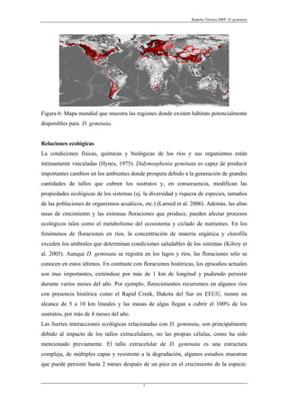 Reporte Técnico DRP: D. geminata




Figura 6: Mapa mundial que muestra las regiones donde existen hábitats potencialmente
disponibles para D. geminata.


Relaciones ecológicas
La condiciones físicas, químicas y biológicas de los ríos y sus organismos están
íntimamente vinculadas (Hynes, 1975). Didymosphenia geminata es capaz de producir
importantes cambios en los ambientes donde prospera debido a la generación de grandes
cantidades de tallos que cubren los sustratos y, en consecuencia, modifican las
propiedades ecológicas de los sistemas (ej. la diversidad y riqueza de especies, tamaños
de las poblaciones de organismos acuáticos, etc.) (Larned et al. 2006). Además, las altas
tasas de crecimiento y las extensas floraciones que produce, pueden afectar procesos
ecológicos tales como el metabolismo del ecosistema y ciclado de nutrientes. En los
fenómenos de floraciones en ríos, la concentración de materia orgánica y clorofila
exceden los umbrales que determinan condiciones saludables de los sistemas (Kilroy et
al. 2005). Aunque D. geminata se registra en los lagos y ríos, las floraciones sólo se
conocen en estos últimos. En contraste con floraciones históricas, los episodios actuales
son mas importantes, extiéndase por más de 1 km de longitud y pudiendo persistir
durante varios meses del año. Por ejemplo, florecimientos recurrentes en algunos ríos
con presencia histórica como el Rapid Creek, Dakota del Sur en EEUU, tienen un
alcance de 5 a 10 km lineales y las masas de algas llegan a cubrir el 100% de los
sustratos, por más de 4 meses del año.
Las fuertes interacciones ecológicas relacionadas con D. geminata, son principalmente
debido al impacto de los tallos extracelulares, no las propias células, como ha sido
mencionado previamente. El tallo extracelular de D. geminata es una estructura
compleja, de múltiples capas y resistente a la degradación, algunos estudios muestran
que puede persistir hasta 2 meses después de un pico en el crecimiento de la especie.


                                            7
 