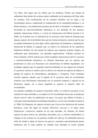 Reporte Técnico DRP: D. geminata



Los tallos, más largos que las células que los producen, forman una trampa de
sedimentos finos dentro de su densa matriz cambiando así la naturaleza del flujo sobre
los sustratos. Este recubrimiento de los sustratos interfiere con las algas y los
invertebrados nativos, modificando la composición de la comunidad bentónica y, en
última instancia, a las poblaciones de peces que de ellos se aliemntan. La abundancia y
diversidad de macroinvertebrados bentónicos se ven afectados de dos maneras:
mediante interacciones tróficas y a través de interacciones del hábitat (Larned et al.
2006). En el primer caso, la utilización de D. geminata como fuente de alimento para
algunas especies de invertebrados hace que las mismas prosperan, mientras que las que
no pueden alimentarse de estas algas sufren reducciones de abundancia o desaparecen.
Interacción de habitat, el segundo caso, se refiere a la utilización de las superficies
bentónicas (fondos), de esta manera las especies que requieren sustratos limpios, sin
sedimentos para desarrollarse, son afectadas negativamente. Trabajos recientes en
Nueva Zelanda y EEUU indican que existen complejas interacciones entre D. geminata
y macroinvertebrados bentónicos, no obstante determinan que las especies que
predominan en sitios con floraciones son características de habitats degradados. Los
resultados sugieren que los pequeños macroinvertebrados no son capaces de consumir
D. geminata, incluso en muchos casos se observa un aumento de especies de dípteros y
pérdida de especies de efemerópteros, plecópteros y tricópteros. Estos resultados
iniciales sugieren, además, que el impacto de D. geminata sobre los invertebrados
acuáticos esta directamente relacionado con la extensión temporal y espacial de las
floraciones algales, así a mayor magnitud es superior el impacto sobre los
invertebrados.
Las grandes cantidades de material extracelular -tallos- no nutritivos presentes en los
sustratos de zonas afectadas, y su impacto en los invertebrados hacen que se produzcan
efectos nocivos sobre las poblaciones de peces. Los peces que habitan el bentos, y
consumen mayoritariamente invertebrados bentónicos, son los más afectados (Larned et
al. 2006). En Patagonia, las especies de peces que viven en los intersticios del sustrato
bentónico, como del bagre de torrente (Hatcheria macraei) y el bagre otuno
(Diplomystes viedmensis), podrían ser las más afectadas. No obstante, las demás
especies de peces nativos (ej. galaxidos, percictidos, etc.) y exóticos (salmónidos), se
refugian en los sustratos en sus primeros estadios de vida (ej. los salmónidos desovan
sobre los fondos y tapan sus huevos con grava) y consumen mayoritariamente presas
bentónicas, por lo tanto podrían ser también muy afectadas al ocurrir grandes

                                            8
 