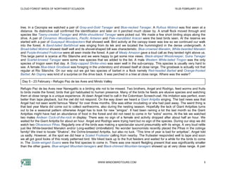 CLOUD FOREST BIRDS OF NORTHWEST ECUADOR                                                                           19-25 FEBRUARY 2011




tree. In a Cecropia we watched a pair of Gray-and-Gold Tanager and Blue-necked Tanager. A Rufous Motmot was first seen at a
distance. Its distinctive call confirmed the identification and later on it perched much closer by. A small flock moved through and
species like Tawny-crested Tanager and White-shouldered Tanager were picked out. We made a few short birding stops along the
drive. A pair of Cinnamon Woodpeckers, Pacific Antwren and Pale-mandibled Aracari were the best birds seen. At the reserve we
started with a pair of Guayaquil Woodpeckers that showed well. Bird activity at the canopy tower was low so we continued our walk
into the forest. A Band-tailed Barbthroat was singing from its lek and we located the hummingbird in the dense undergrowth. A
Broad-billed Motmot showed itself well and its shovel-shaped bill was characteristic. Blue-crowned Manakin, White-bearded Manakin
and Purple-throated Fruitcrow were all seen inside the forest. A pair of Mealy Amazon gave a loud call as they landed right above us.
This large parrot is scarce at Rio Silanche and we were happy to get some nice views. Black-striped Woodcreeper, Guira Tanager
and Scarlet-browed Tanager were some new species that we added to the list. A male Western White-tailed Trogon was the only
species of trogon seen that day. A Slaty-capped Shrike-vireo was seen well in the sub-canopy. This species is usually very hard to
see. A female Blue-black Grosbeak was foraging in the understory and showed itself at close range. The grosbeak is actually not that
regular at Rio Silanche. On our way out we got two species of barbet in a flock namely Red-headed Barbet and Orange-fronted
Barbet. An Osprey was kind of a surprise on the drive back. It was perched in a tree at close range. Where was the water?

 Day 5 - 23 February - Refugio Paz de las Aves and Mindo Valley

Refugio Paz de las Aves near Nanegalito is a birding site not to be missed. Two brothers, Angel and Rodrigo, feed worms and fruits
to birds inside the forest; birds that got habituated to human presence. Many of the birds he feeds are elusive species and watching
them at close range is a unique experience. At dawn Angel tried to call in the Colombian Screech-owl. His imitation was perfect, even
better than tape playback, but the owl did not respond. On the way down we heard a Giant Antpitta singing. The bad news was that
Angel had not seen world famous “Maria” for over three months. She was either incubating or she had past away. The weird thing is
that last year Maria did come out to collect earthworms, also during the nesting season. Hopefully the lack of Giant Antpittas turns
out to be a seasonal pattern otherwise Angel has to look for new “amigos”. It had been raining a lot the last month so the Giant
Antpittas might have had an abundance of food in the forest and did not need to come in for “extra” worms. At the lek we watched
two males Andean Cock-of-the-rock in display. There was no sign of a female and activity dropped after about half an hour. We
waited for the Giant Antpitta for about an hour. Angel and Rodrigo were trying hard but no sign of the species. During our stop we did
watch two Olivaceous Pihas. Regularly one of the birds was making a spectacular sound presumably with its wings. A very loud rattle
just like White-bearded Manakin and/or Long-wattled Umbrellabird. No wonder taxonomists recently placed the Pihas in the cotinga
family! We tried to locate “Shakira”, the Ochre-breasted Antpitta, but also no luck. “This time of year is bad for antpittas”, Angel told
us sadly. However, at the spot we did hear a Scaled Fruiteater calling from nearby. The fruiteater responded well to tape and soon
we all got good looks of this nicely patterned bird. We hiked back up to the fruit feeders and waited for a while for the birds to come
in. The Sickle-winged Guans were the first species to come in. There was one recent fledgling present that was significantly smaller
than the other guans. Blue-winged Mountain-tanagers and Black-chinned Mountain-tanagers showed up at very close range. A pair




                                                         WWW.MINDOBIRDTOURS.COM                                                         5
 