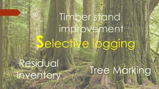 Selective logging
Tree Marking
Residual
Inventory
Timber stand
improvement
 