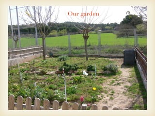 Our garden