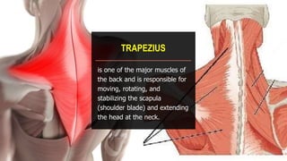 TRAPEZIUS
is one of the major muscles of
the back and is responsible for
moving, rotating, and
stabilizing the scapula
(shoulder blade) and extending
the head at the neck.
 
