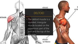 DELTOID
• The deltoid muscle is a
rounded, triangular
muscle located on the
uppermost part of the
arm and the top of the
shoulder.
 