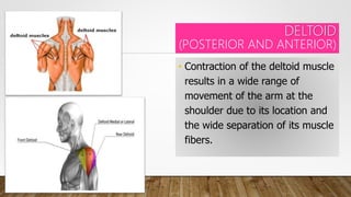 DELTOID
(POSTERIOR AND ANTERIOR)
• Contraction of the deltoid muscle
results in a wide range of
movement of the arm at the
shoulder due to its location and
the wide separation of its muscle
fibers.
 