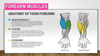 FOREARM MUSCLES
 