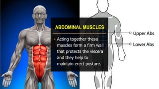 ABDOMINAL MUSCLES
• Acting together these
muscles form a firm wall
that protects the viscera
and they help to
maintain erect posture.
 