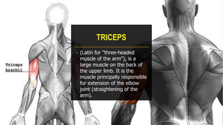 TRICEPS
• (Latin for "three-headed
muscle of the arm"), is a
large muscle on the back of
the upper limb. It is the
muscle principally responsible
for extension of the elbow
joint (straightening of the
arm).
 