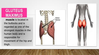 GLUTEUS
MAXIMUS
• muscle is located in
the buttocks and is
regarded as one of the
strongest muscles in the
human body and is
responsible for
movement of the hip and
thigh.
•
 