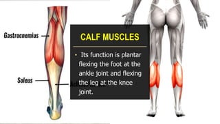 CALF MUSCLES
• Its function is plantar
flexing the foot at the
ankle joint and flexing
the leg at the knee
joint.
 