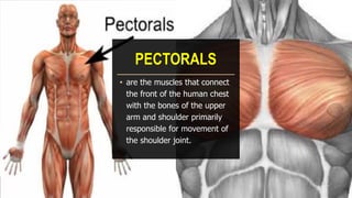 PECTORALS
• are the muscles that connect
the front of the human chest
with the bones of the upper
arm and shoulder primarily
responsible for movement of
the shoulder joint.
 