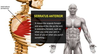 SERRATUS ANTERIOR
• It moves the scapula forward
and around the ribs as the arm
is extending forward, such as
when you raise your arm in
front of you or when you punch
something.
 
