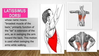 LATISSIMUS
DORSI
• whose name means
“broadest muscle of the
back,” primarily function of
the “lat” is extension of the
arm, as in swinging the arm
toward the back. This motion
is used when swinging the
arms while walking.
 