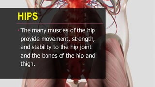 HIPS
•The many muscles of the hip
provide movement, strength,
and stability to the hip joint
and the bones of the hip and
thigh.
 