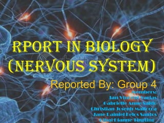 Rport in Biology
(Nervous System)
    Reported By: Group 4
                           Members:
                  Jan Vincent Varias
                Gabrielle Anne Saldo
           Christian Joseph Mallorca
            Jane Rainiel Delos Santos
              Eibai Dianne Tingting
 