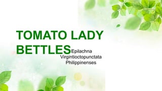 Epilachna
Virgintioctopunctata
Philippinenses
TOMATO LADY
BETTLES
 